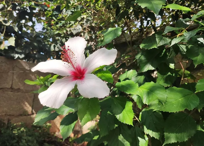 Apartman Dema Ksamil